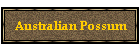 Australian Possum
